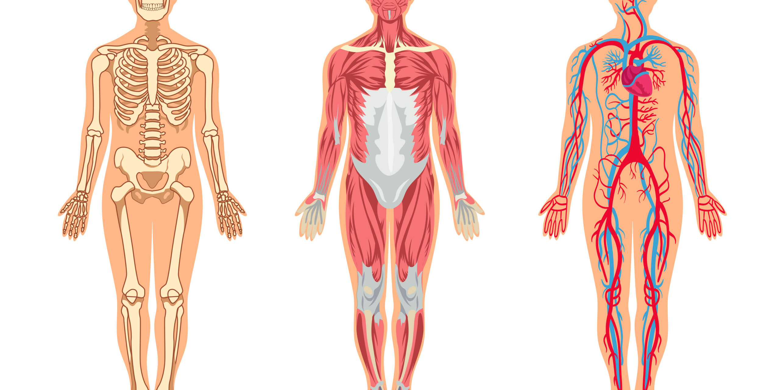 Muscles and bones in human body vector illustrations set